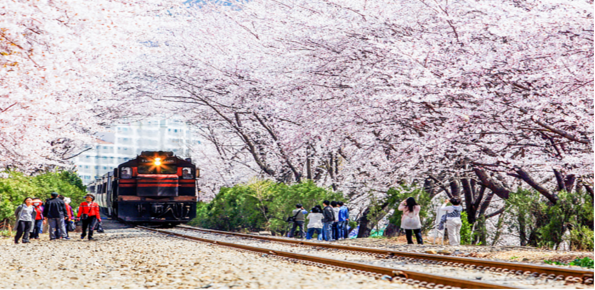 Gyeonghwa Station Cherry Blossom Road