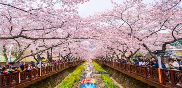 Jinhae Gunhang Festival