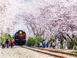 gyeonghwa-station-cherry-blossom-road