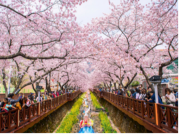 jinhae-gunhang-festival-in-april