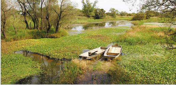 The Junam Wetlands